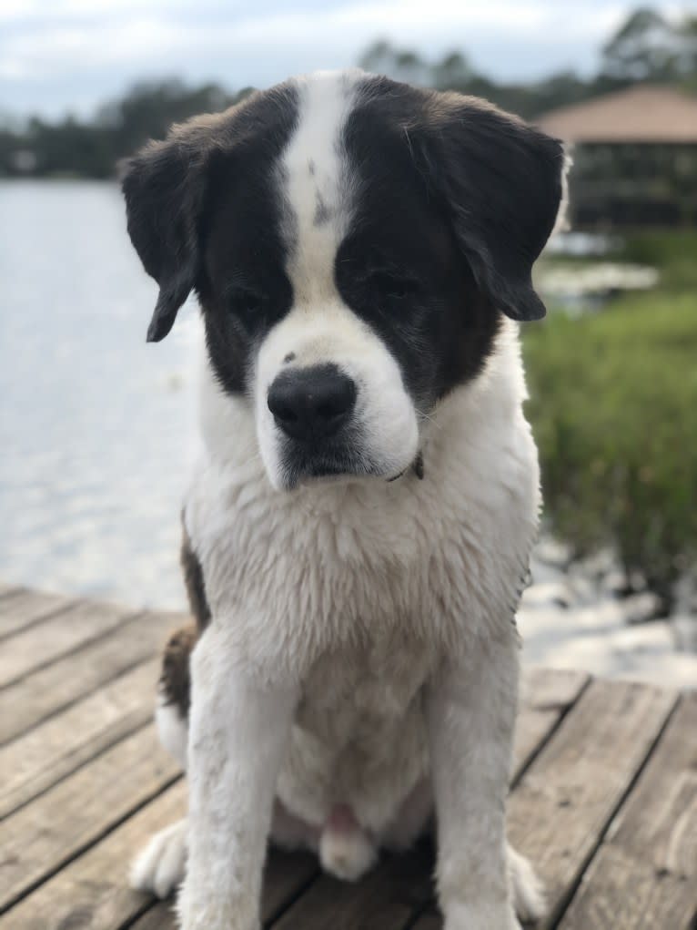 Sully, a Saint Bernard tested with EmbarkVet.com