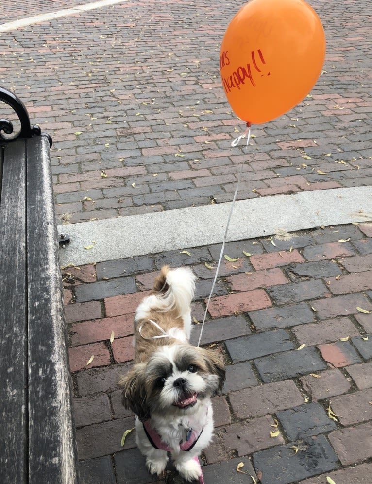 Zoe, a Shih Tzu tested with EmbarkVet.com