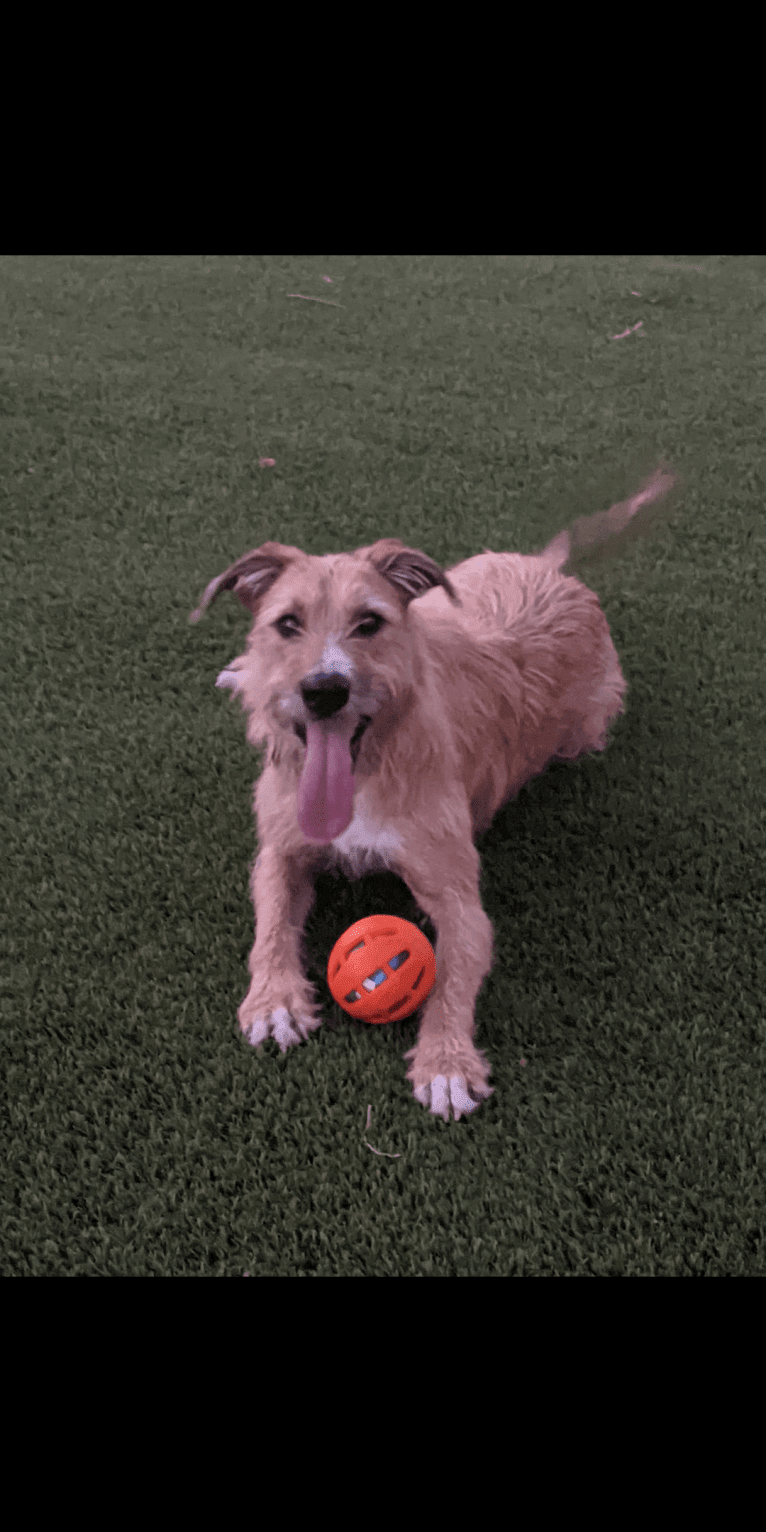 Sunny, an Old English Sheepdog and American Pit Bull Terrier mix tested with EmbarkVet.com