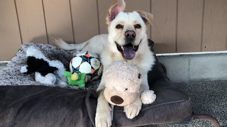 Bergen, a German Shepherd Dog and Neapolitan Mastiff mix tested with EmbarkVet.com
