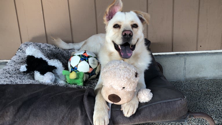 Bergen, a German Shepherd Dog and Neapolitan Mastiff mix tested with EmbarkVet.com