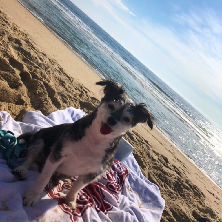 Max, a Bichon Frise and Chihuahua mix tested with EmbarkVet.com