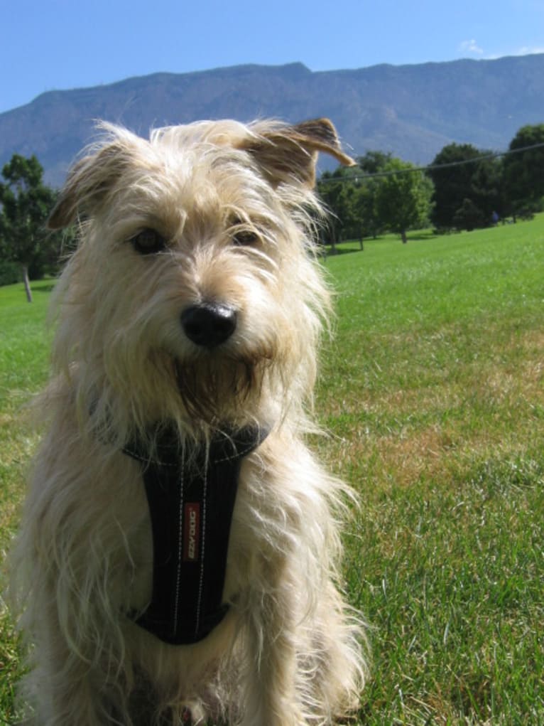 Mickey, a Miniature Schnauzer and Boston Terrier mix tested with EmbarkVet.com