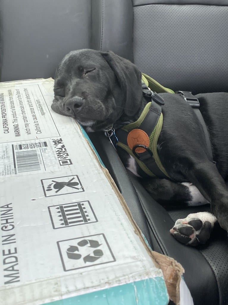 Huck, a German Shorthaired Pointer and Golden Retriever mix tested with EmbarkVet.com