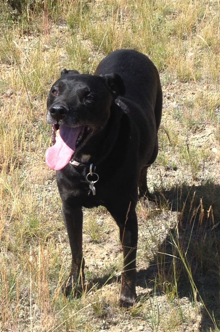 Zef, an American Pit Bull Terrier and Labrador Retriever mix tested with EmbarkVet.com