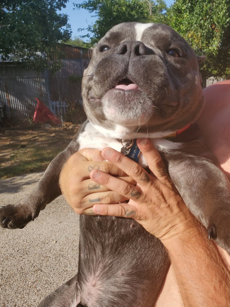 Lucas, an American Bully tested with EmbarkVet.com