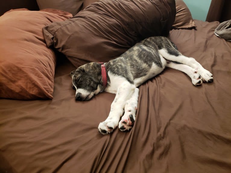 Oliver, a Great Pyrenees and American Pit Bull Terrier mix tested with EmbarkVet.com