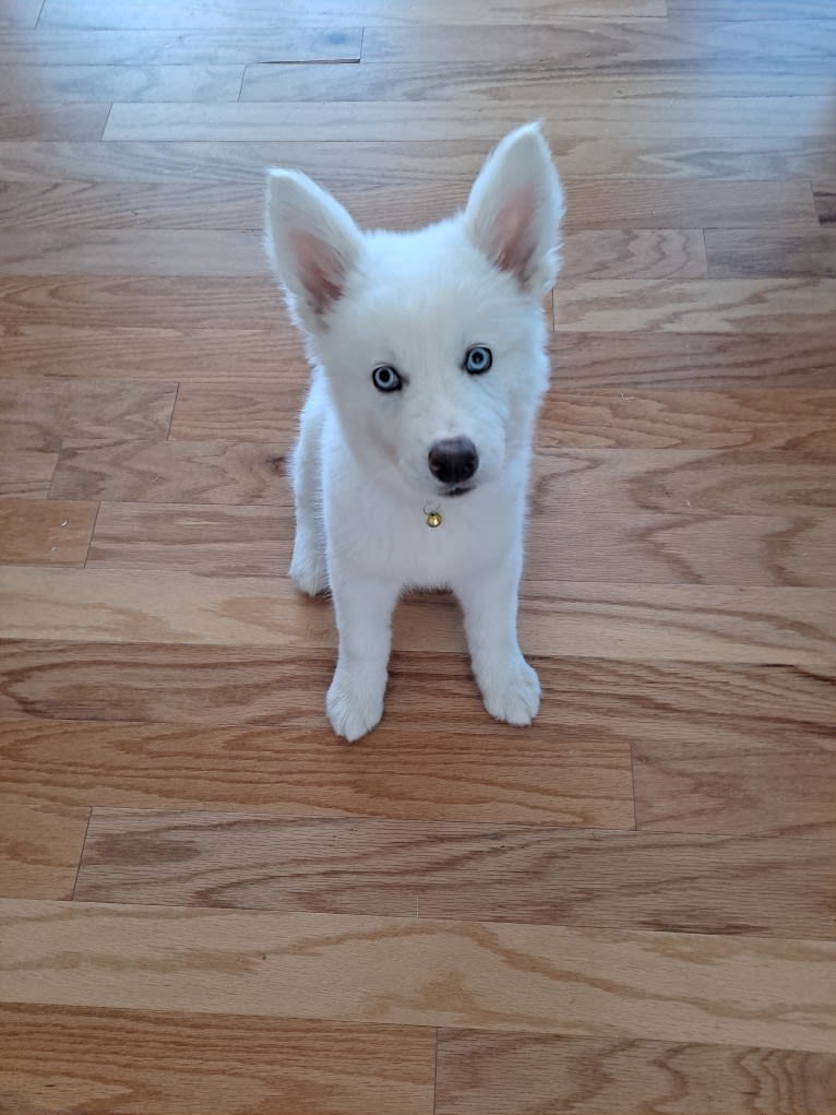 Dakota, a Siberian Husky and Alaskan Malamute mix tested with EmbarkVet.com