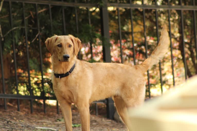 Murphy, a Labradoodle tested with EmbarkVet.com