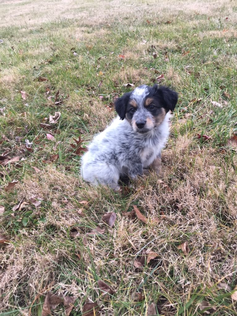 Banjo, an Australian Cattle Dog and Cocker Spaniel mix tested with EmbarkVet.com