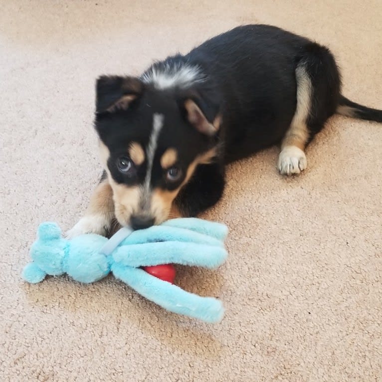 Rasha Rohan, a Siberian Husky and German Shepherd Dog mix tested with EmbarkVet.com