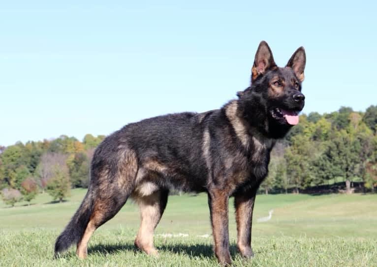 Scorpio, a German Shepherd Dog tested with EmbarkVet.com