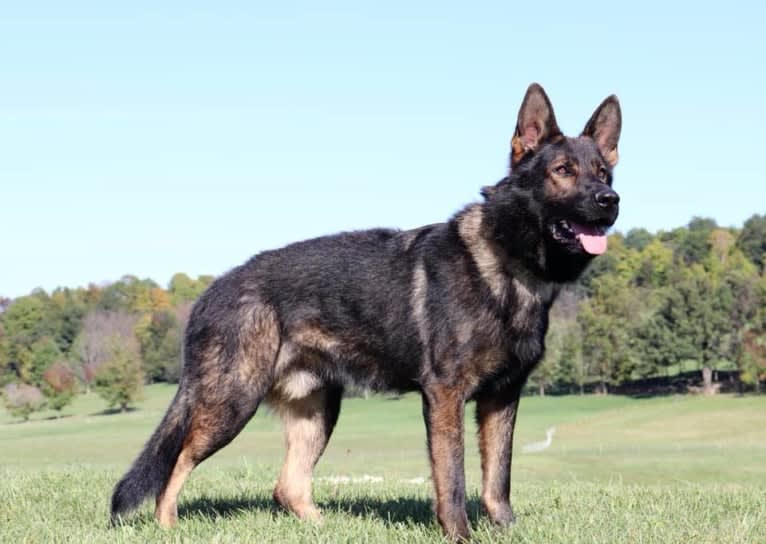 Scorpio, a German Shepherd Dog tested with EmbarkVet.com