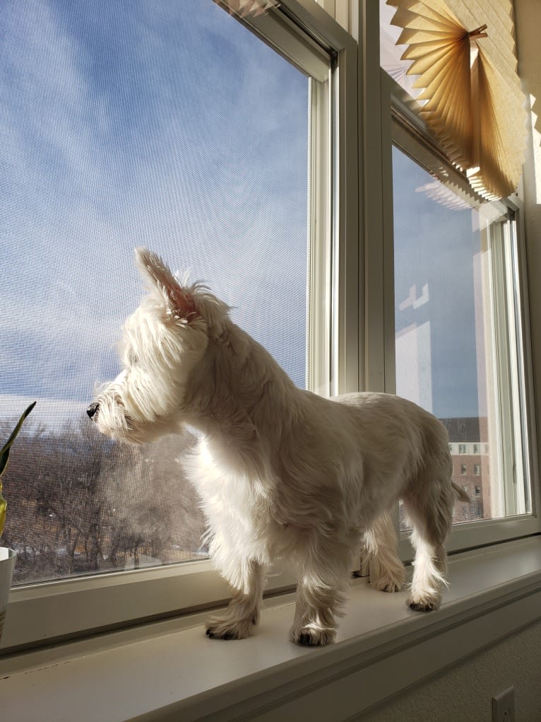 Hanako, a West Highland White Terrier tested with EmbarkVet.com