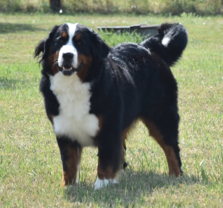 Elsa, a Bernese Mountain Dog tested with EmbarkVet.com