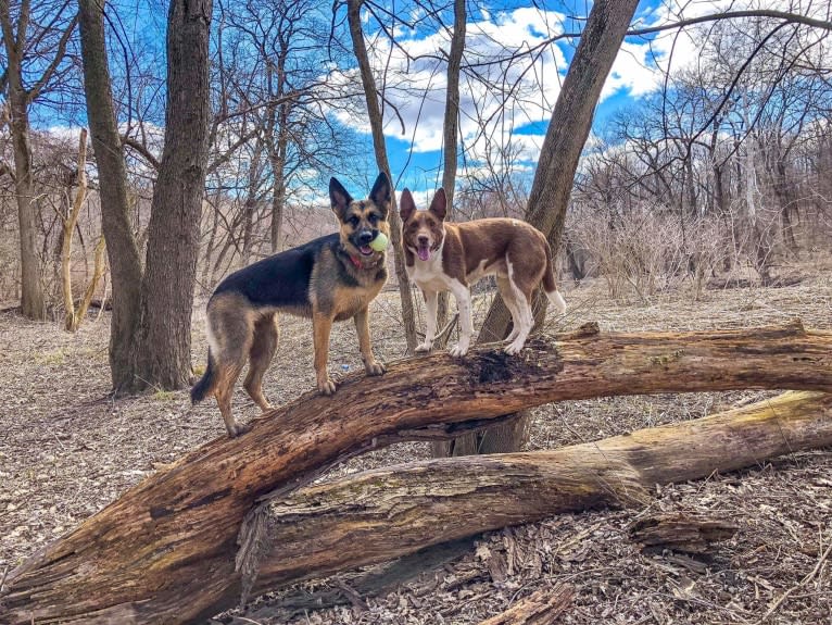 Ava Lynch, a German Shepherd Dog tested with EmbarkVet.com