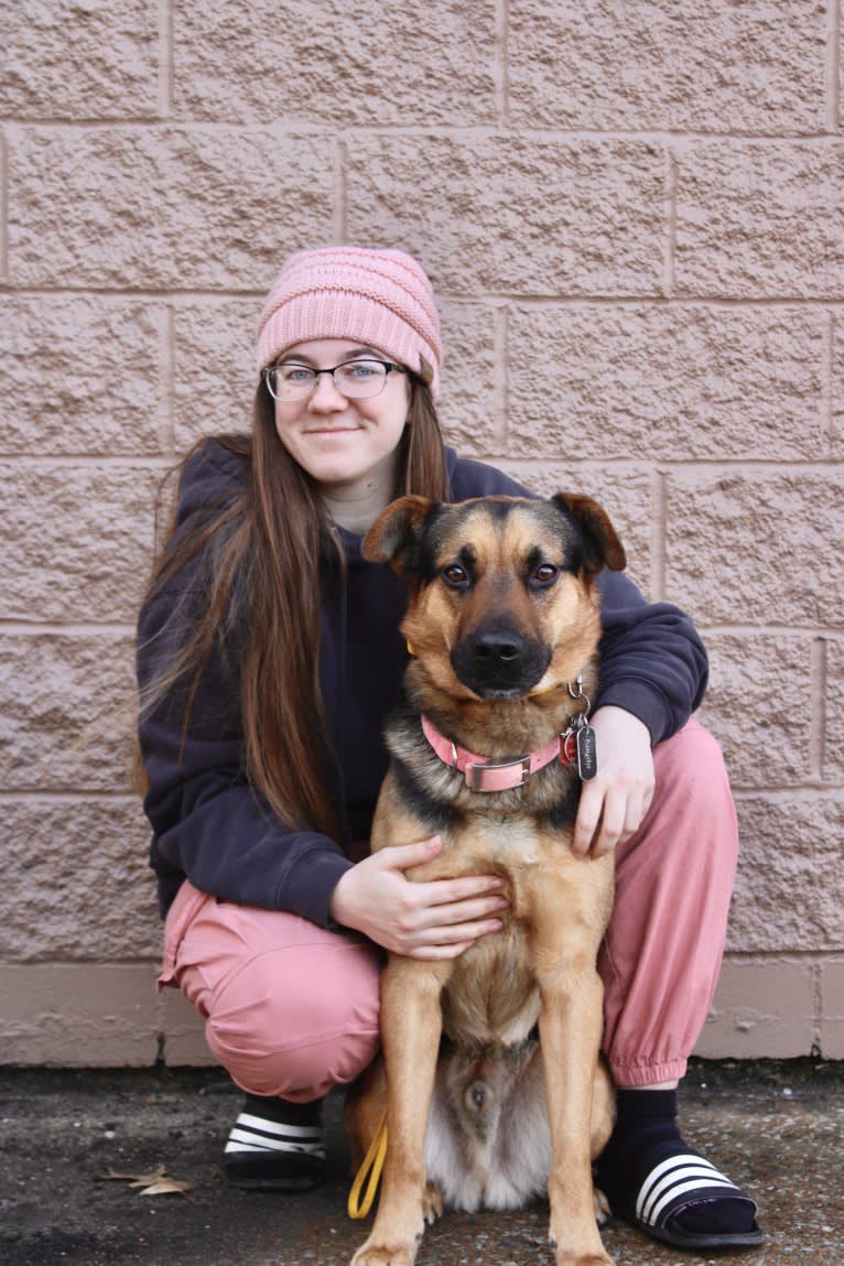 Kaydo, a German Shepherd Dog and Labrador Retriever mix tested with EmbarkVet.com