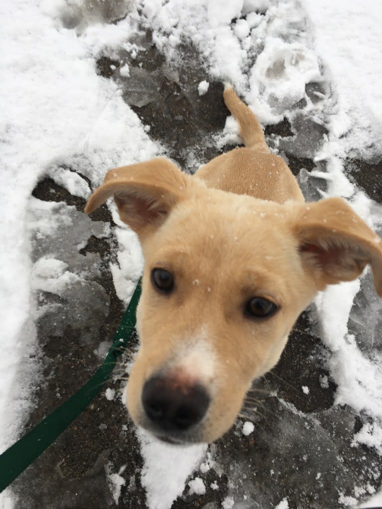 Emilio, a Dachshund and Rat Terrier mix tested with EmbarkVet.com