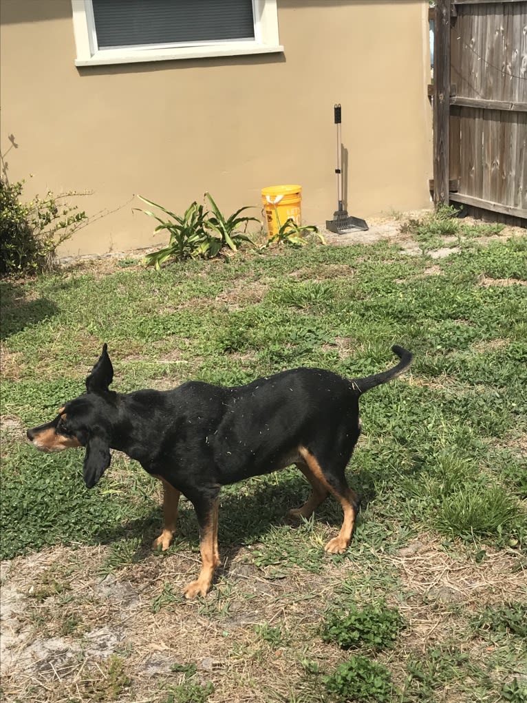 Sally, an American Leopard Hound tested with EmbarkVet.com