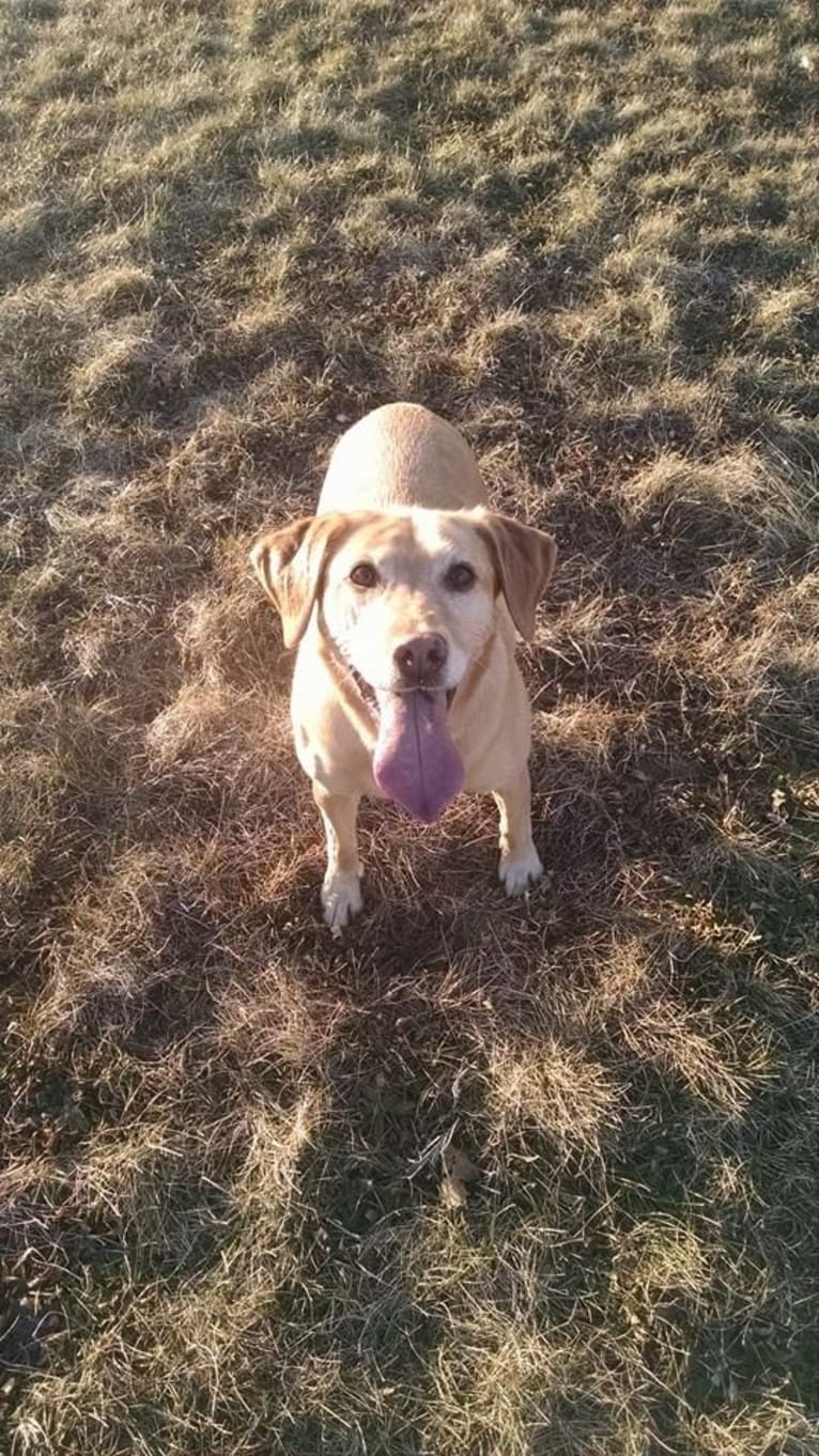 Sadie, a Labrador Retriever and American Bulldog mix tested with EmbarkVet.com