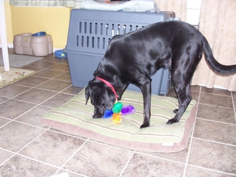 Ebon, a Labrador Retriever tested with EmbarkVet.com