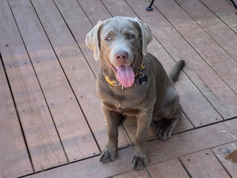 Uncanny Silver Havok, a Labrador Retriever tested with EmbarkVet.com