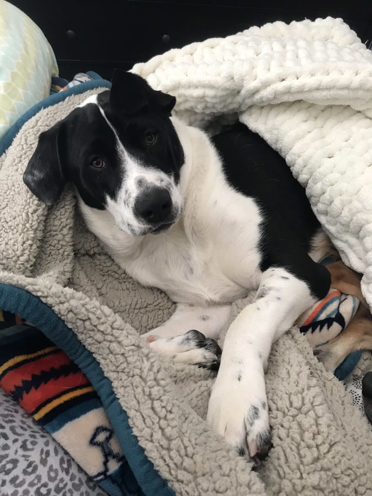 Theodore Ellington, an American Pit Bull Terrier and Siberian Husky mix tested with EmbarkVet.com