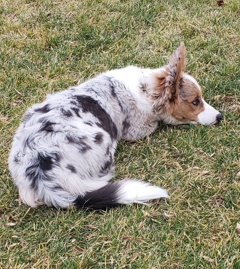 Lexi, a Pembroke Welsh Corgi and Cardigan Welsh Corgi mix tested with EmbarkVet.com