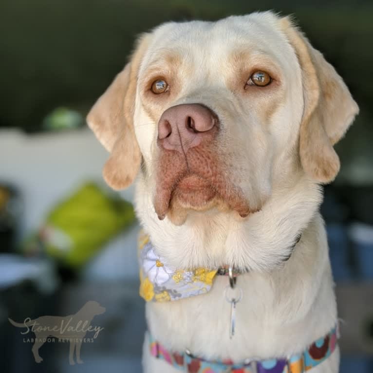 Piper, a Labrador Retriever tested with EmbarkVet.com