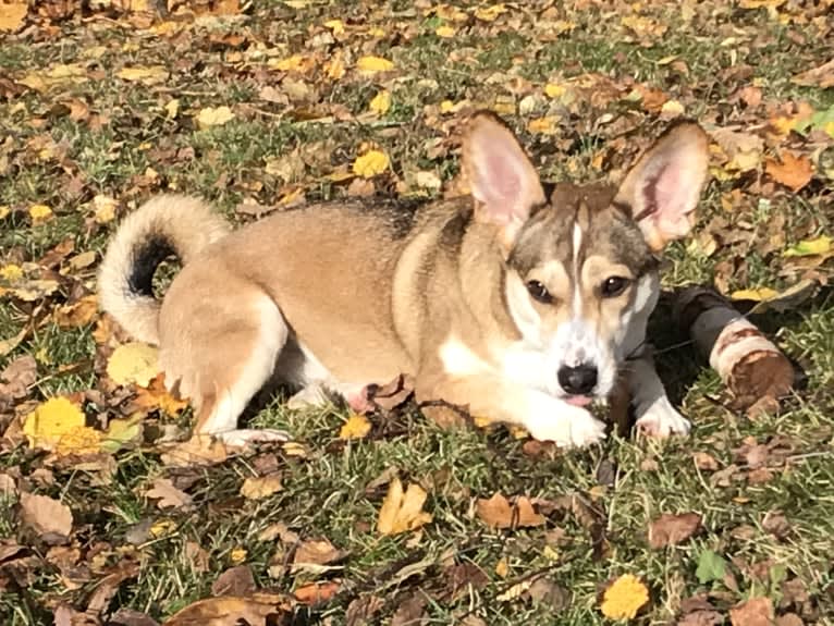 Bella, an Eastern European Village Dog tested with EmbarkVet.com