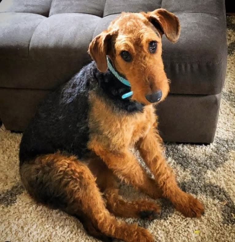 Maisy, an Airedale Terrier tested with EmbarkVet.com