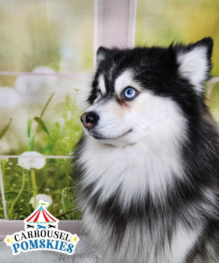 RZR, a Pomsky tested with EmbarkVet.com