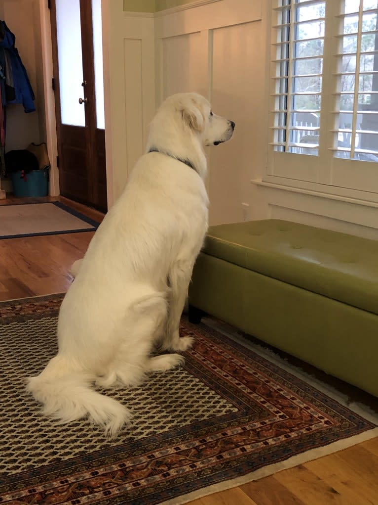Finnegan, an Anatolian Shepherd Dog and Great Pyrenees mix tested with EmbarkVet.com