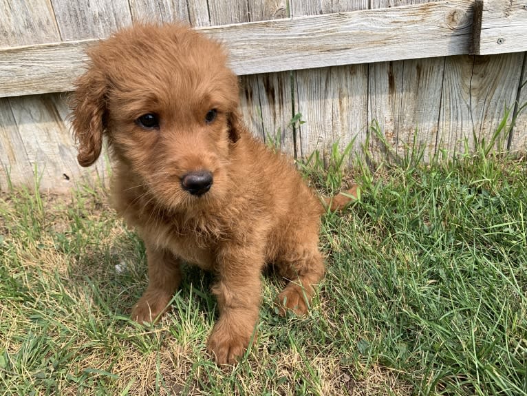 Gray Collar, a Goldendoodle tested with EmbarkVet.com