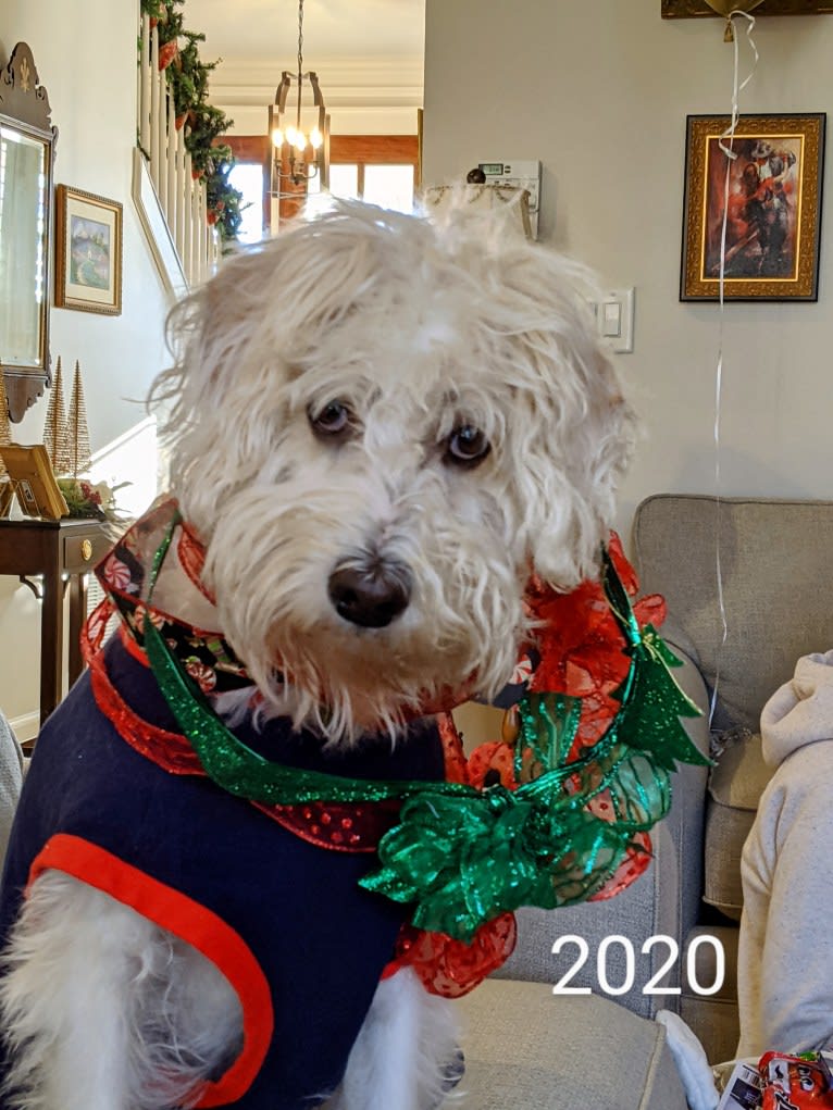 Cam, a Miniature Schnauzer and Cocker Spaniel mix tested with EmbarkVet.com