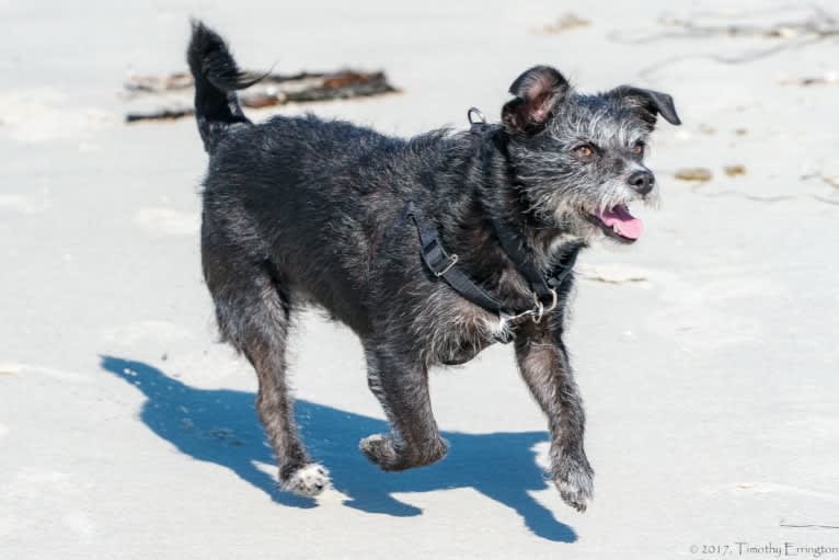 Scruffy, a Poodle (Small) and Chihuahua mix tested with EmbarkVet.com