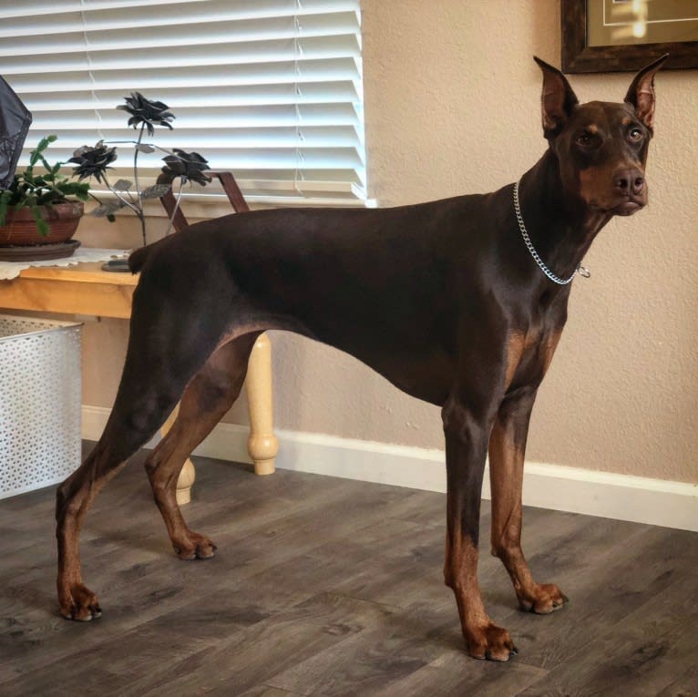 Luna, a Doberman Pinscher tested with EmbarkVet.com