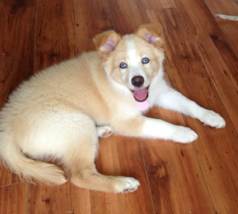 Chloe, a Siberian Husky and English Setter mix tested with EmbarkVet.com