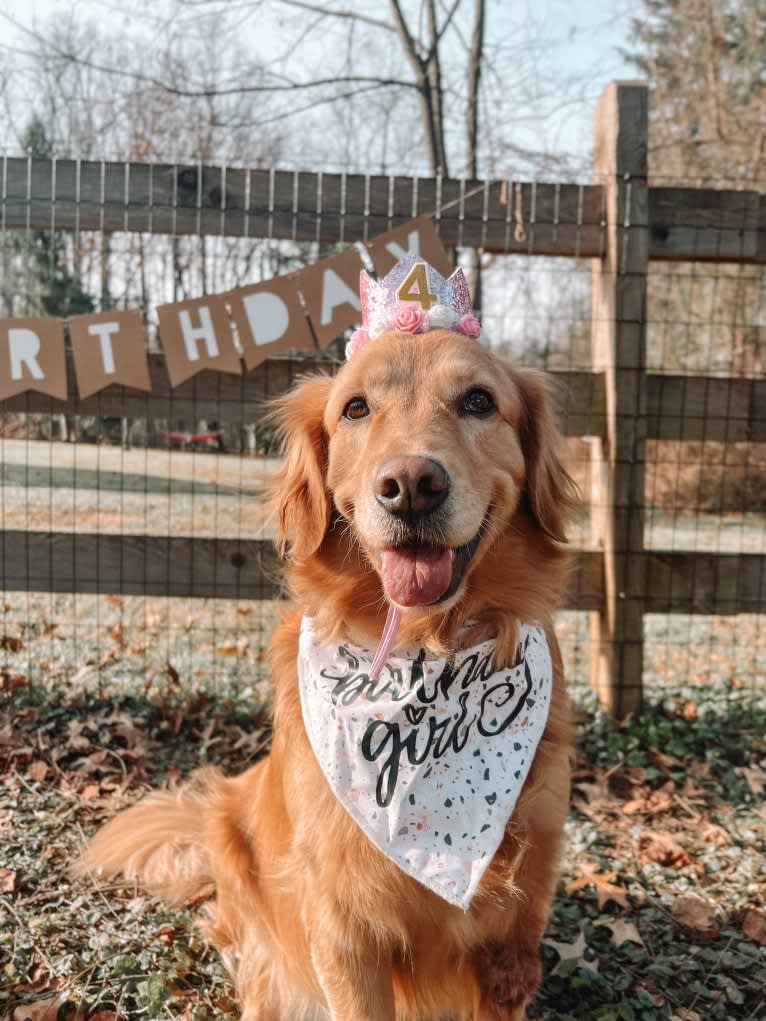 Marley, a Golden Retriever tested with EmbarkVet.com