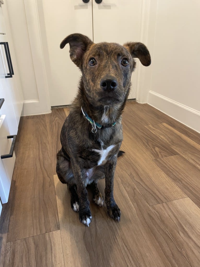 Moose, a Rat Terrier and Australian Cattle Dog mix tested with EmbarkVet.com
