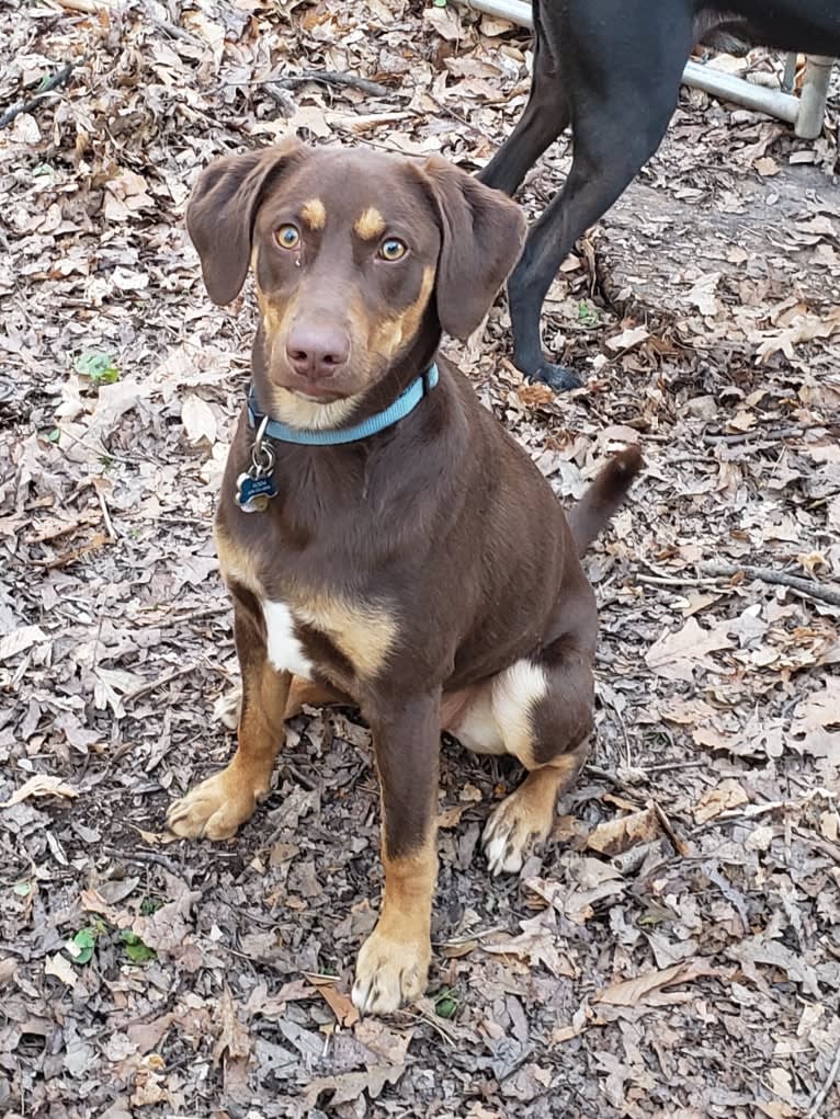 Koda, a Catahoula Leopard Dog and Basset Hound mix tested with EmbarkVet.com