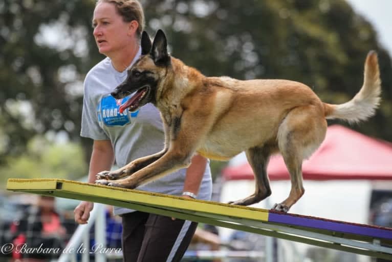 Dottie von Vogeley, a Belgian Shepherd tested with EmbarkVet.com