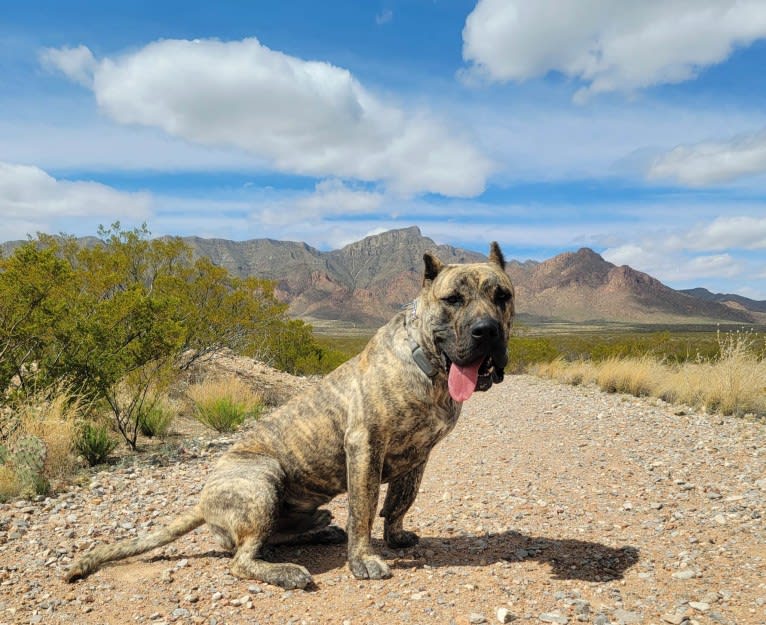 Ashrik, a Perro de Presa Canario tested with EmbarkVet.com