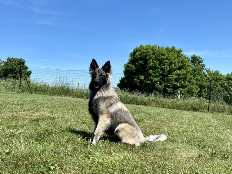 Selkie, a Belgian Shepherd tested with EmbarkVet.com