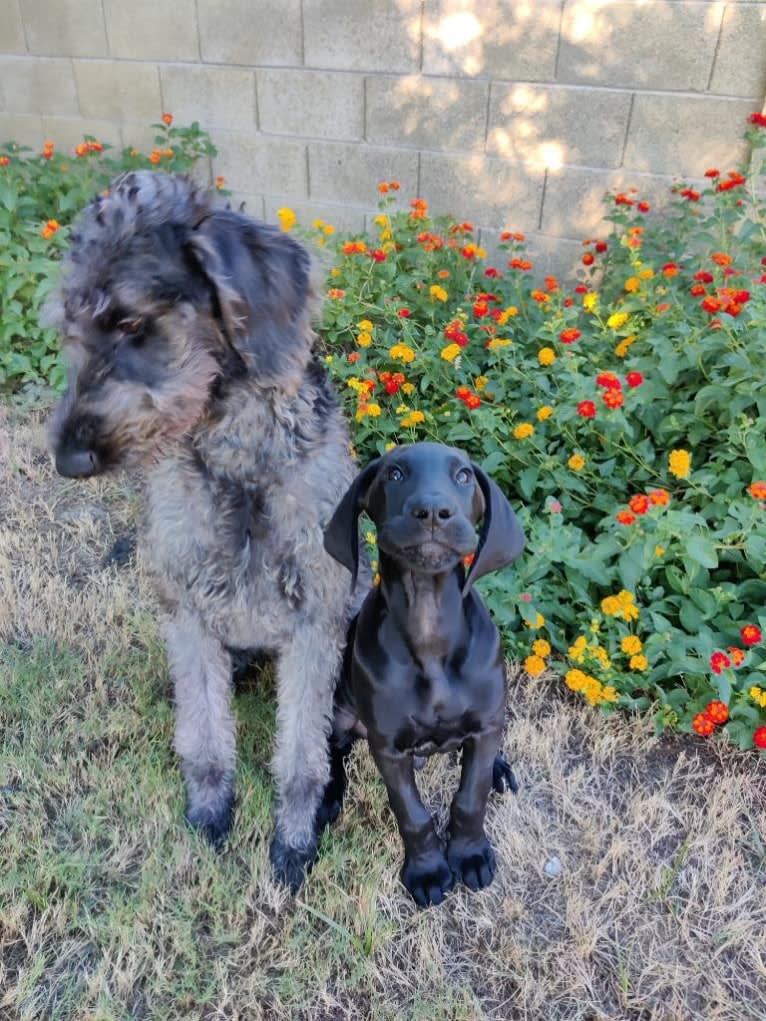 Benny, a Bloodhound and Great Dane mix tested with EmbarkVet.com