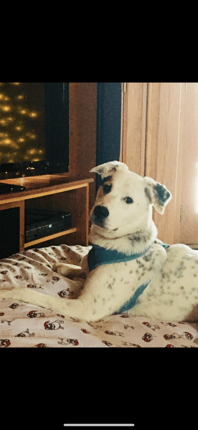 Toby, an American Pit Bull Terrier and Great Pyrenees mix tested with EmbarkVet.com