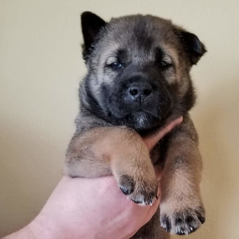 Oisín, a Kishu Ken tested with EmbarkVet.com