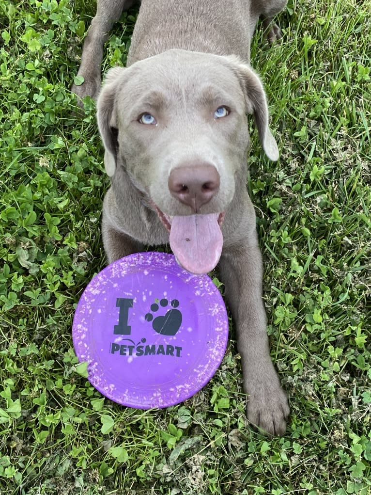 Uncanny Silver Havok, a Labrador Retriever tested with EmbarkVet.com