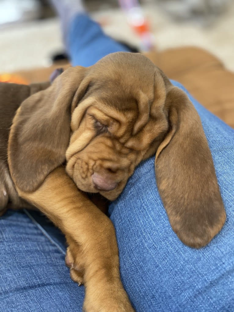 Shelbs, a Bloodhound tested with EmbarkVet.com
