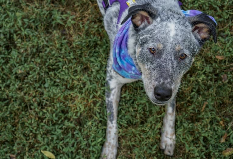 Banjo, an Australian Cattle Dog and Chow Chow mix tested with EmbarkVet.com